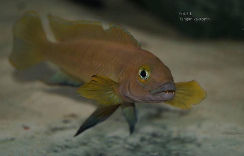 Neolamprologus pectoralis